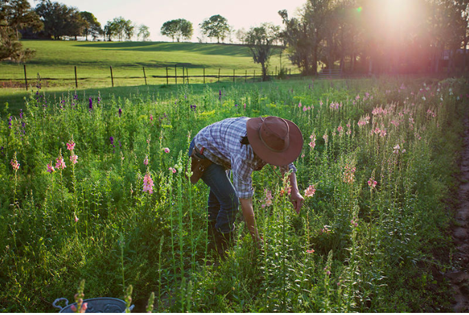 organic-seed-farms-seed-phytonutrients-eco-packaging-eco-beauty