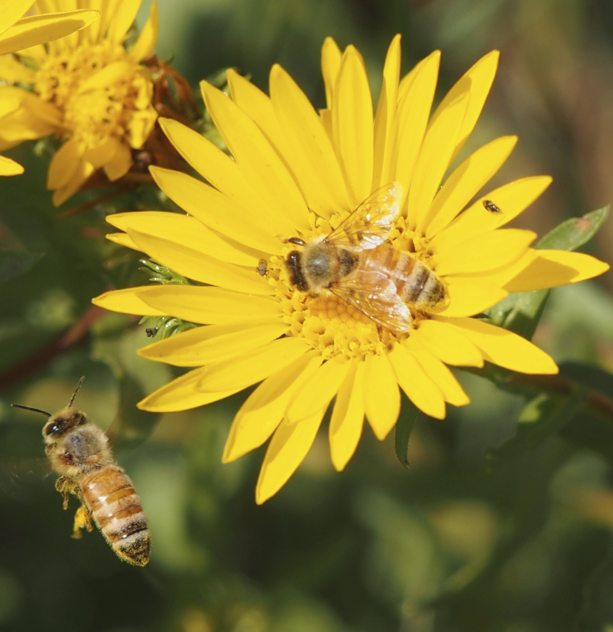 Grindelia integrifolia Entire-leaved Gumweed