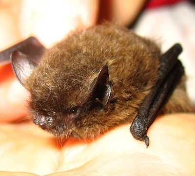 CA myotis bat