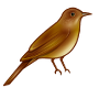 nightingale