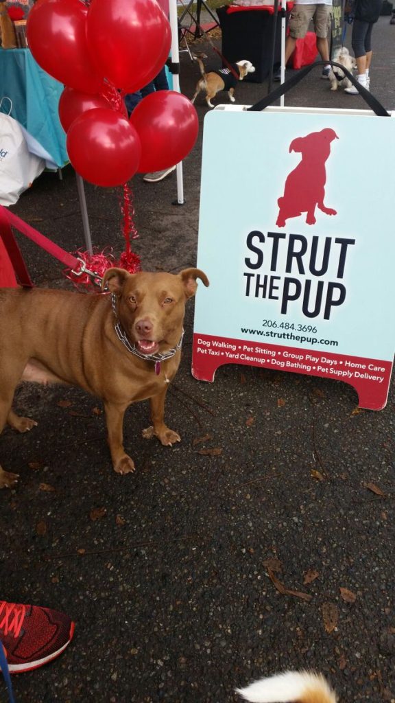 strut the pup seattle walk for the animals
