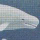 Beluga