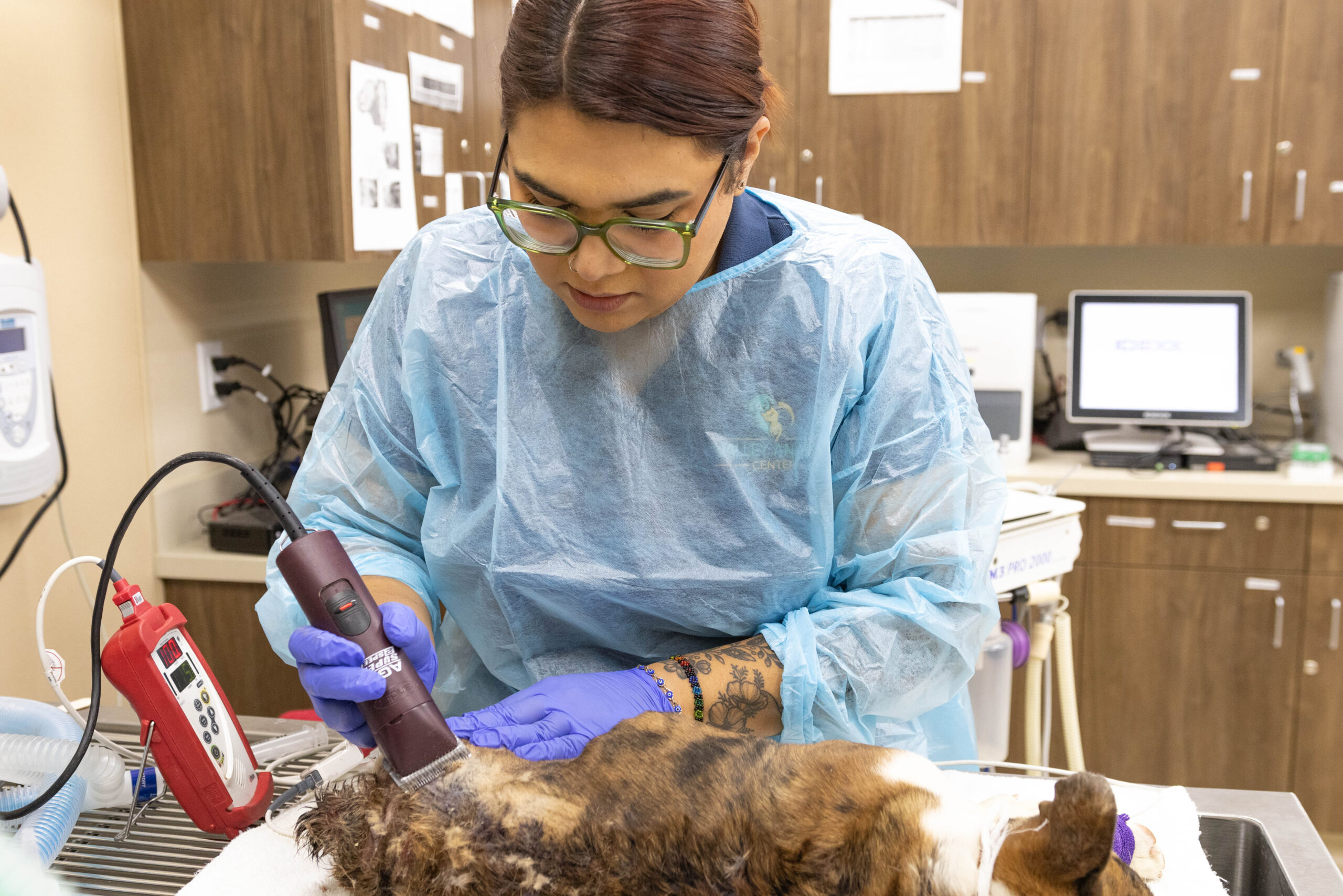 Bulldog found with extensive wounds infested with maggots