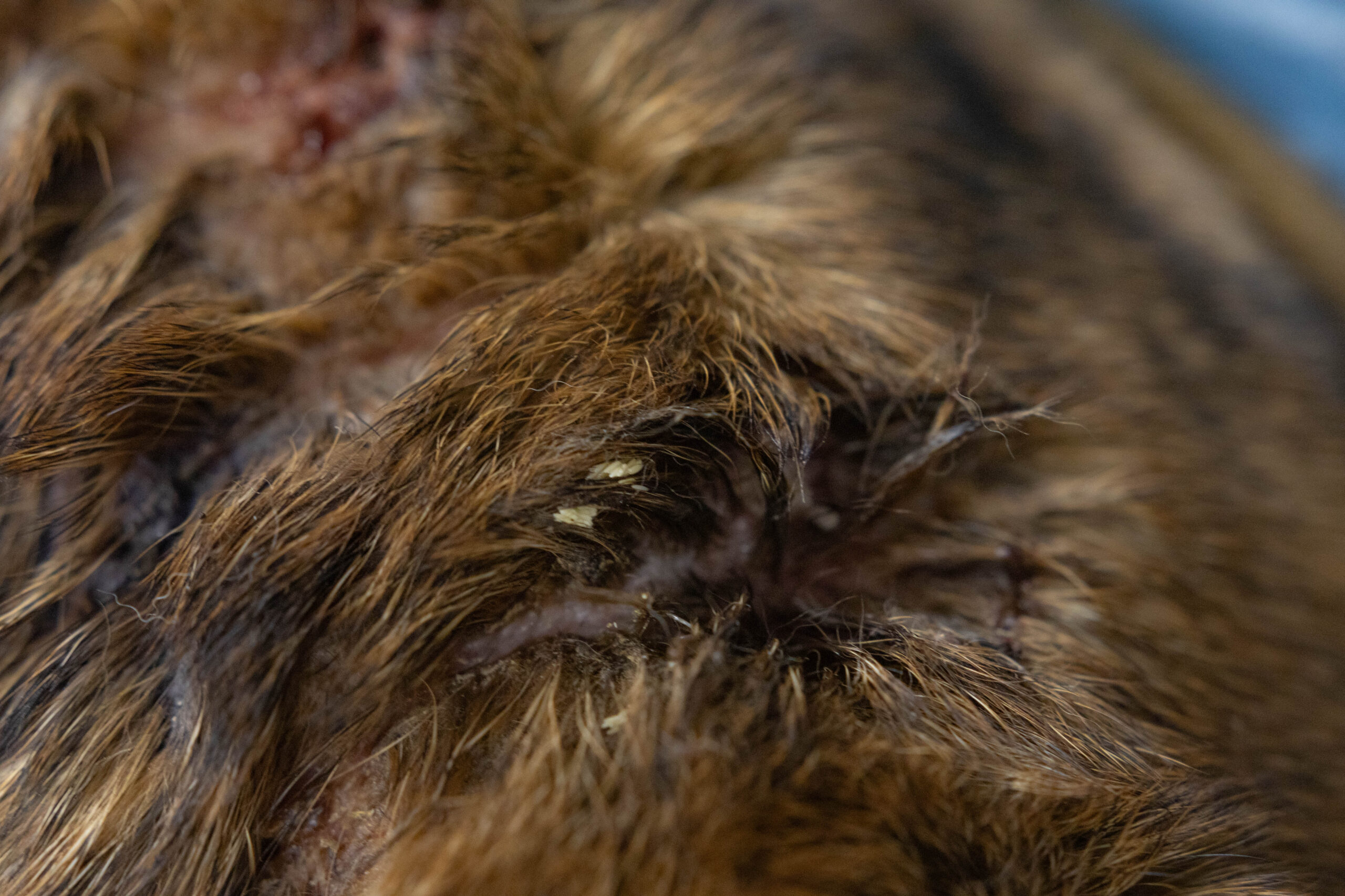 Bulldog found with extensive wounds infested with maggots