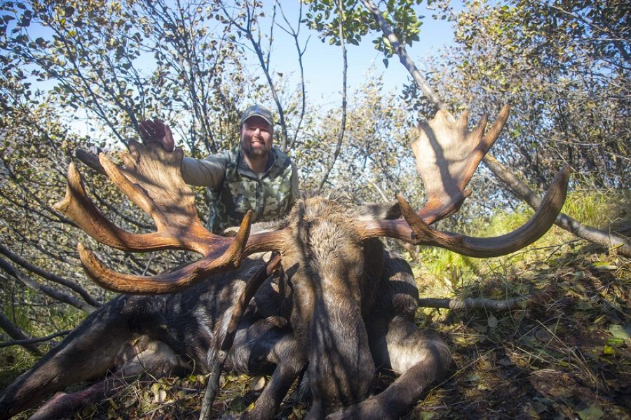 Alaska Moose Smaller