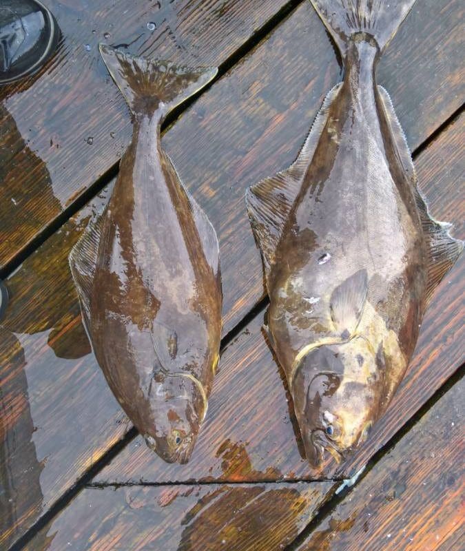 Halibut caught with Angling Unlimited