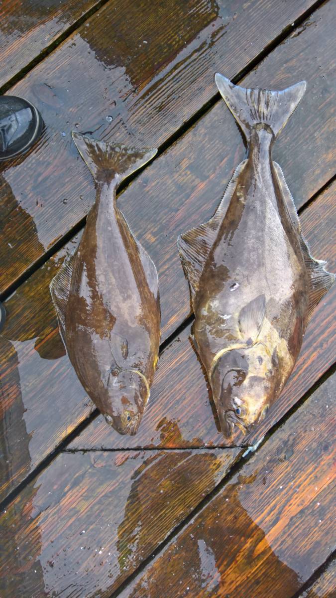 Halibut caught with Angling Unlimited