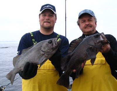 pelagic rockfish/sea bass fishing