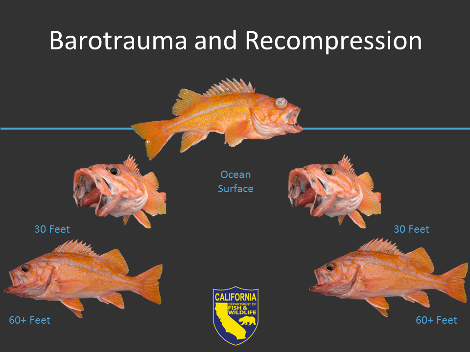 Barotrauma and Recompression rockfish appearance