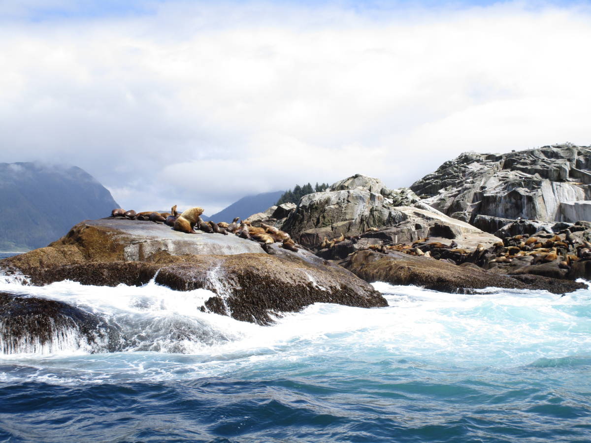 Sea Lions on rocks in Sitka, Alaska