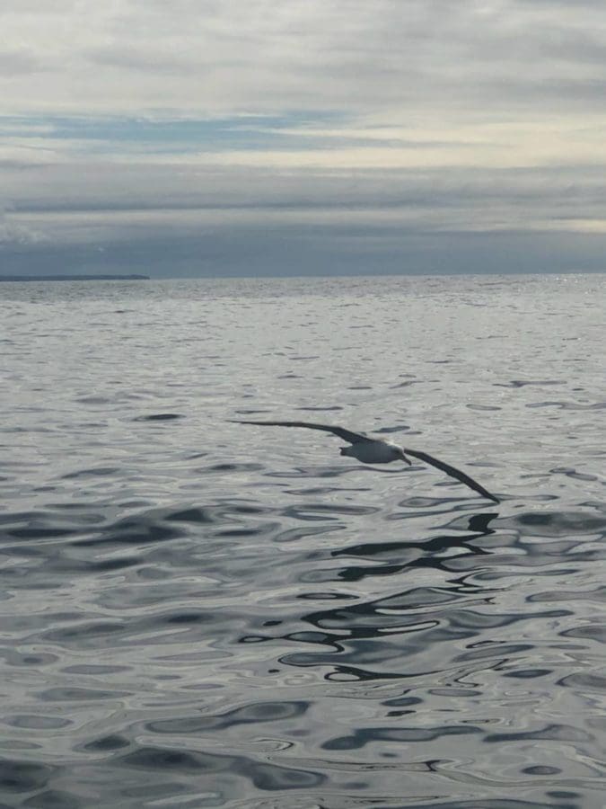 Rare Laysan Albatross Fly-By in Sitka, AK