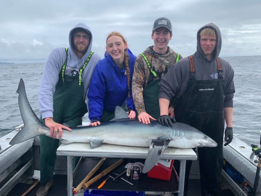 Blue Shark in Sitka, AK