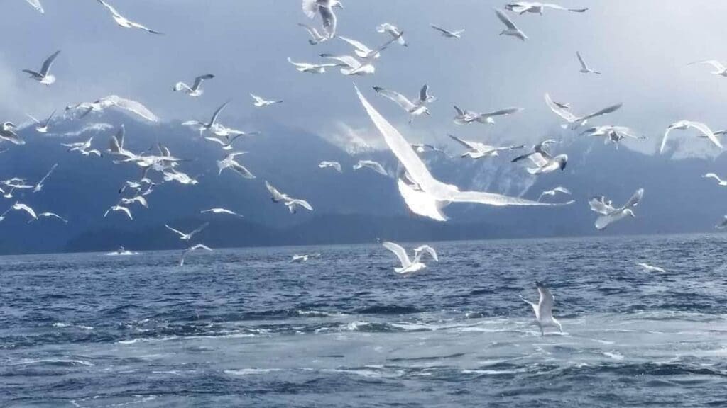 received_2018919724977877 Seagulls flying over the water in Sitka, Alaska