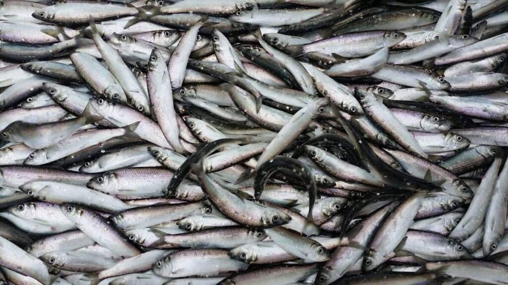 received_595518921926639 Lots of small fish piled together