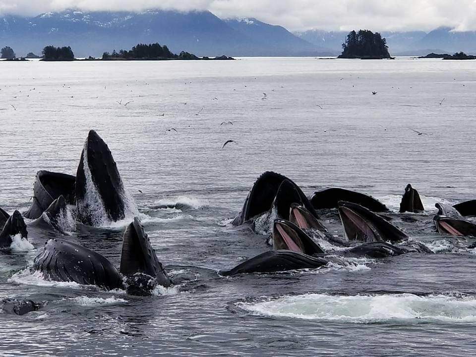 received_860088928430254 Multiple whales feed on herring in the ocean in Sitka, Alaska