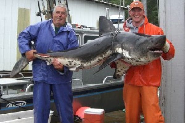Two men stand holding a salmon shark on a dock in Sitka, Alaska
