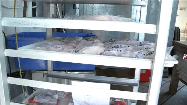 Fish going to be smoked is organized on trays in the Angling Unlimited kitchen