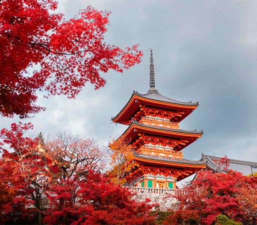 JAPÓN: ESPECIAL MOMIJI