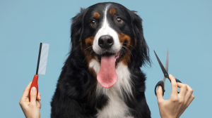 Pet Services: Professional Dog Training and Grooming in Your Area