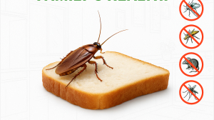 Effective Pest Management: Safeguarding Your Home and Business