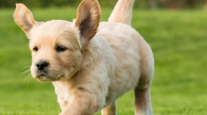 The Golden Cavalier: A Miniature Golden Retriever Full of Love and Loyalty