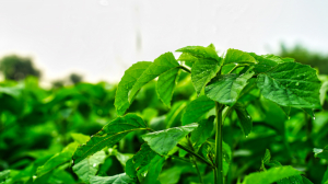 Trusted Rice Exporter in Pakistan Delivering Premium Quality Since 1936