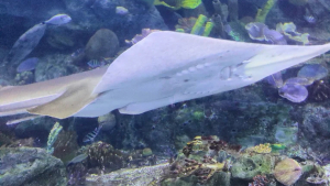 Dubai Aquarium Magic: Walk Through a Tunnel of Ocean Life