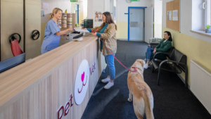 How to Budget for Your Dog’s Stay at a Pet Lodge?