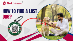 How to find a lost dog?