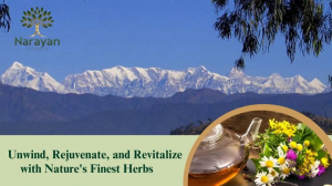 Herbal Purity from the Foothills of the Himalayas – Narayan Herbals