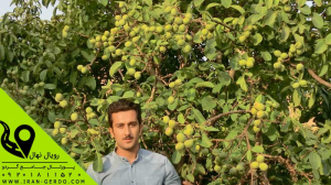 The Comprehensive Guide to Commercial Walnut Saplings
