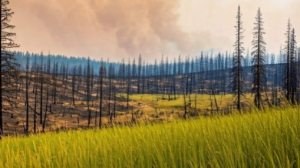 Rangetop Igniter Issues from Wildfire: A Homeowner’s Guide