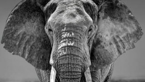 The Magic of Black and White Photography with Animals