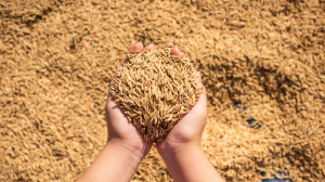 Mastering the Surge: A Wholesaler's Playbook for Peak Season Rice Demand