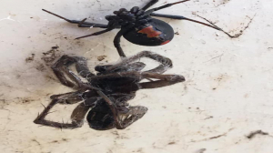 Pest Control Canberra