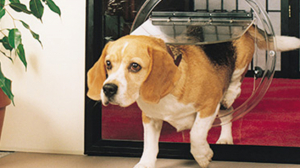 Pet Door Installation in Balcatta
