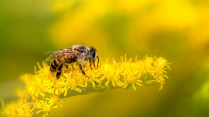 Where to Buy the Best Organic White Honey in Dubai – A Complete Guide