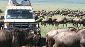 Wildebeest Migration Serengeti Tanzania Masai Mara Kenya Adventure Safaris