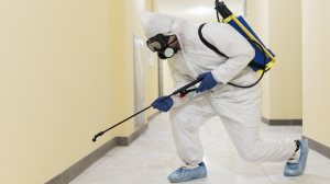 Affordable and Effective Pest Control Services in Dubai