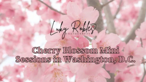Cherry Blossom Mini Sessions in Washington, D.C.
