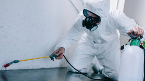 Can Cockroaches Fly? Identification and Risk Management