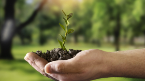 The Future of Environmental Markets: Insights from Global Reports