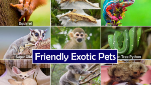 How Pets Transform Health and Sports