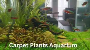 Carpet Plants Aquarium Australia: Creating Lush, Natural Aquascapes the Right Way
