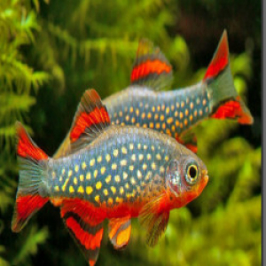 Galaxy Rasbora Buy Online | Live Freshwater Aquarium Fish – ChennaiAquarium