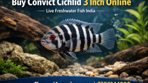 Buy Galaxy Rasbora Online in India | Live Nano Aquarium Fish