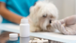 Digital Transformation of Animal Health Care Supply Chain in the UAE