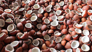 PT G8 Ventures Global: Strengthening Global Trade in Indonesian Coconut and Agro Products