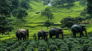 Hidden Gems of South India Tour: Exclusive Experiences You Can’t Find in Standard India Itineraries