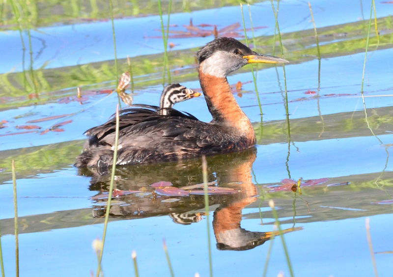 rednecked6 13
